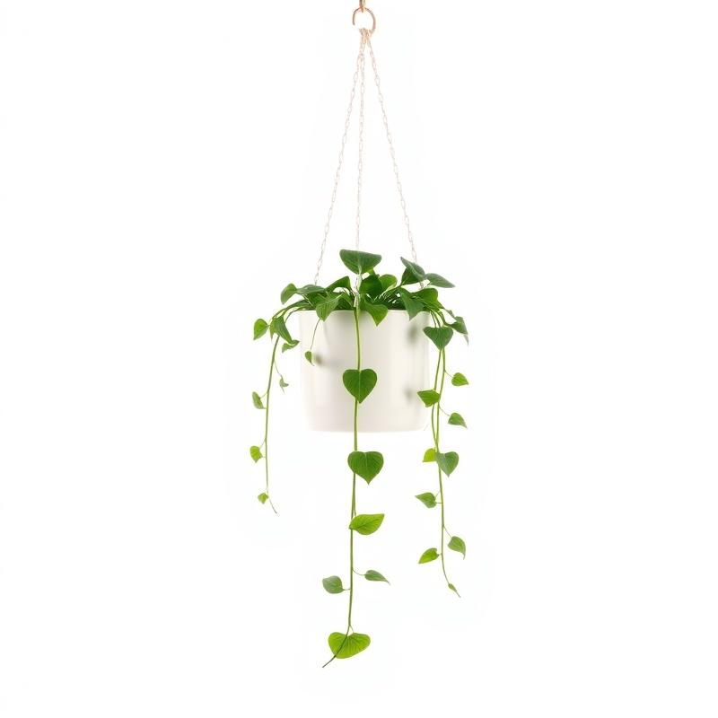 Golden Pothos
