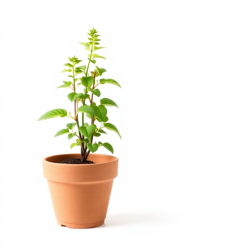 Tulsi (Holy Basil)